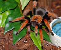 Terraristikbörse Berlin - Vogelspinne